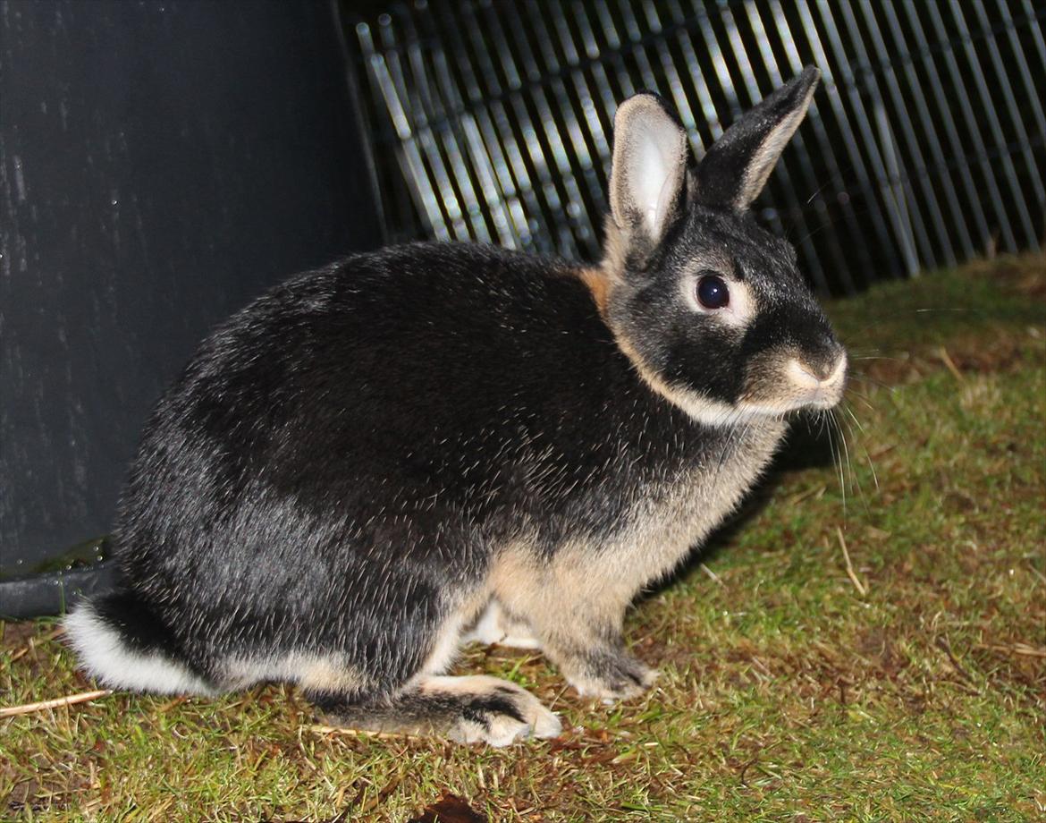 Kanin Pixie billede 2