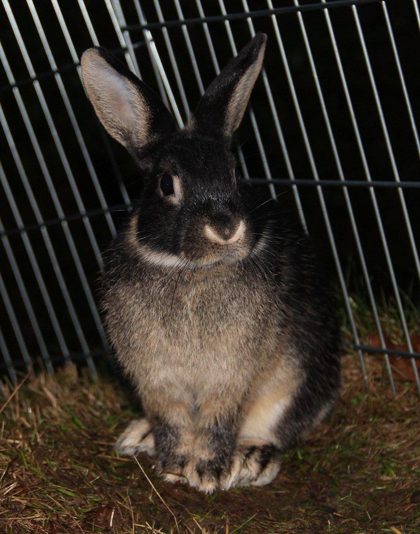 Kanin Pixie billede 3