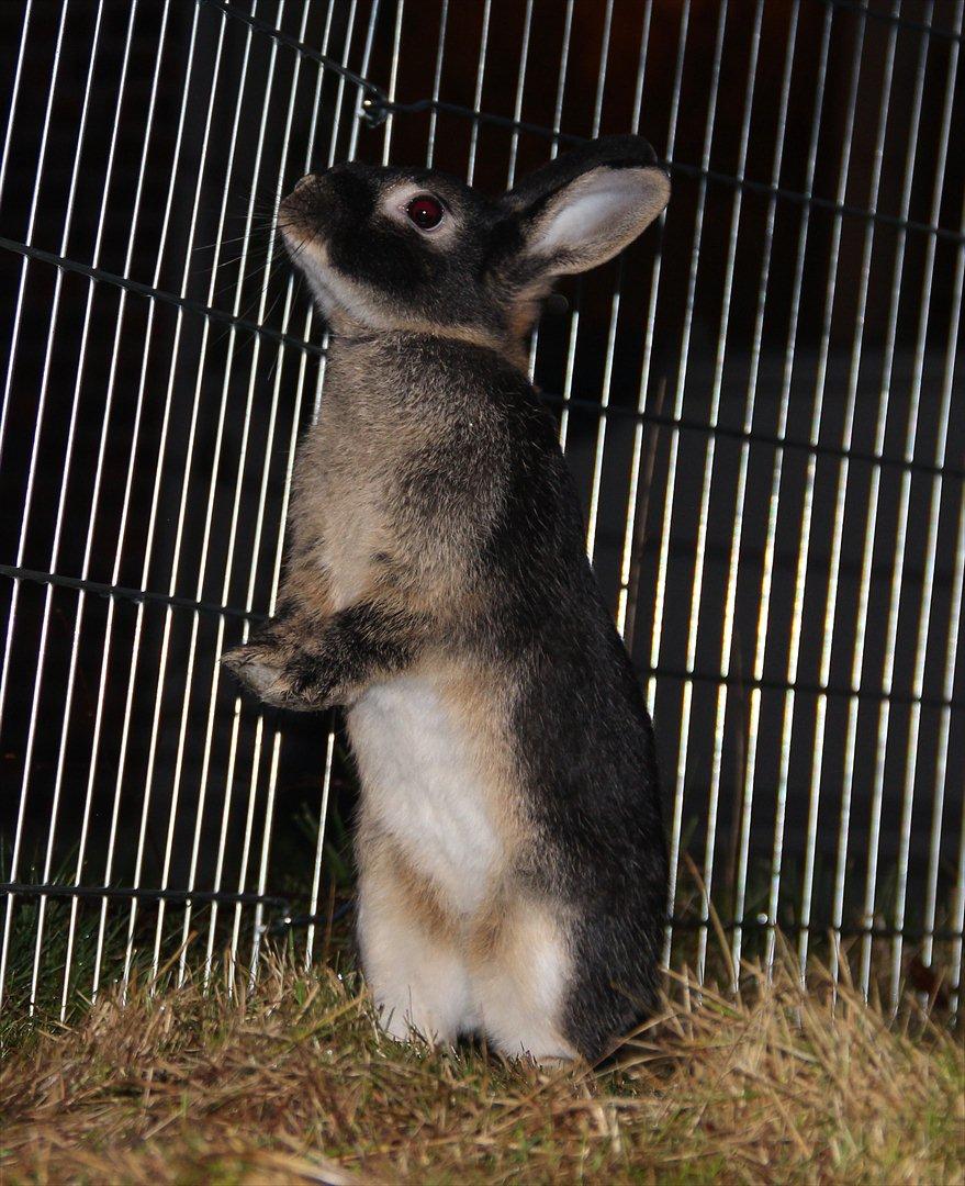 Kanin Pixie billede 4