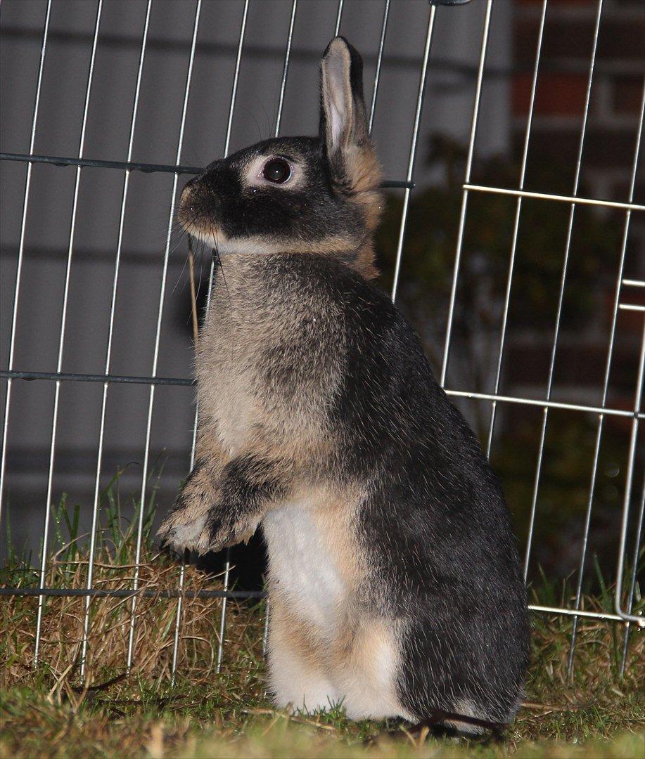 Kanin Pixie billede 5