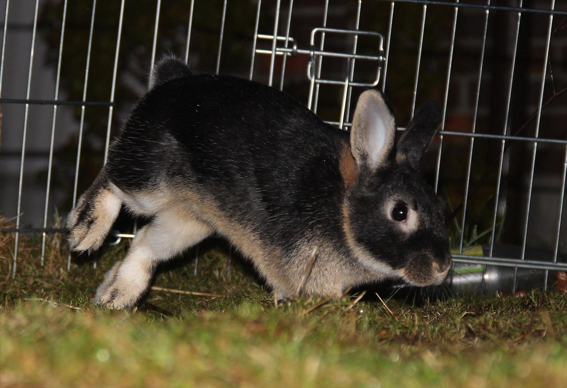 Kanin Pixie billede 6