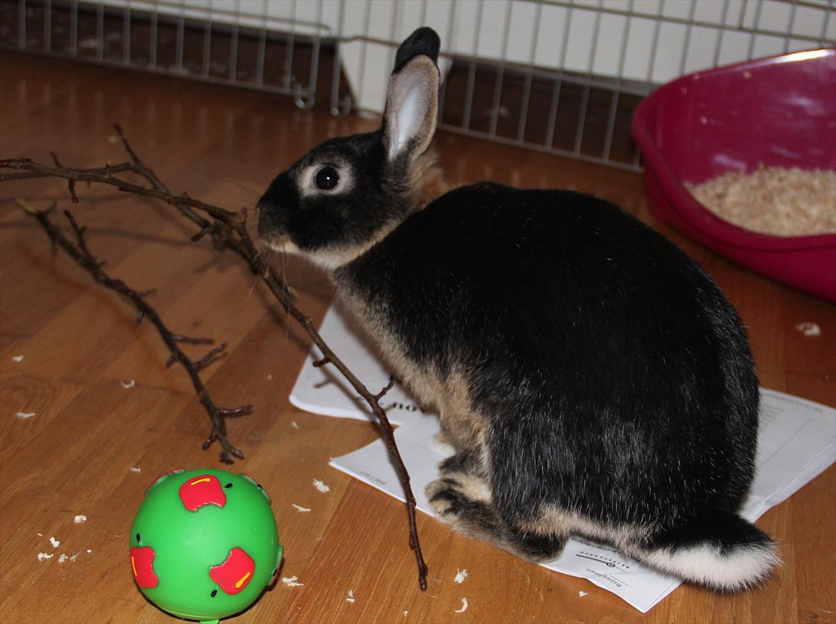 Kanin Pixie billede 7