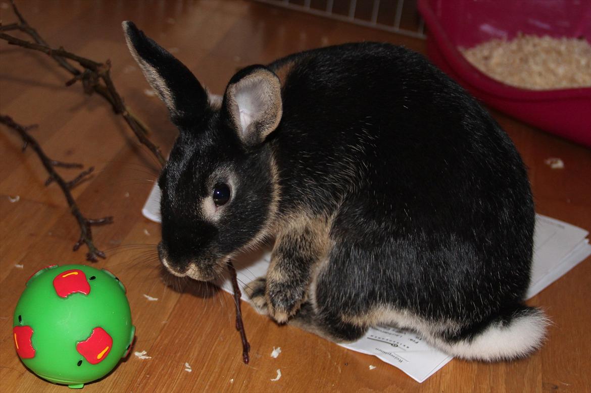 Kanin Pixie billede 8