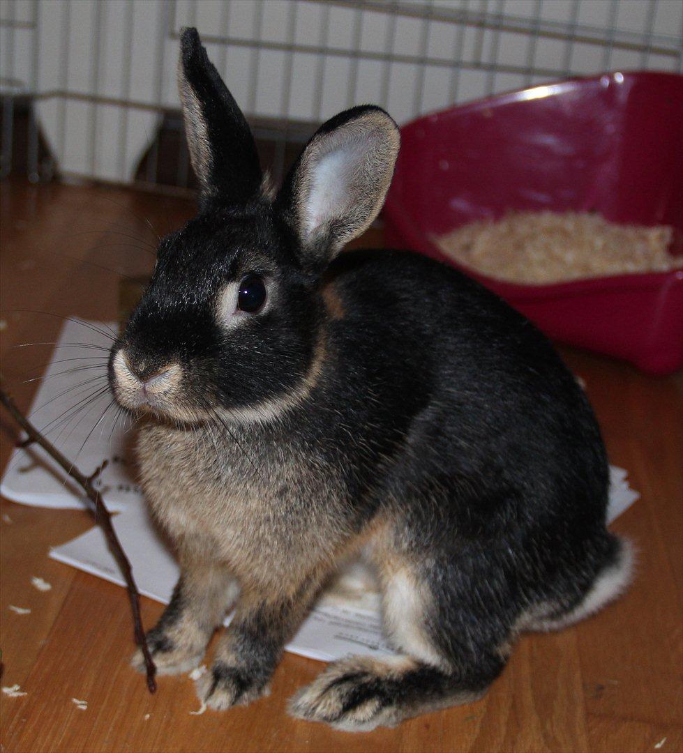 Kanin Pixie billede 9