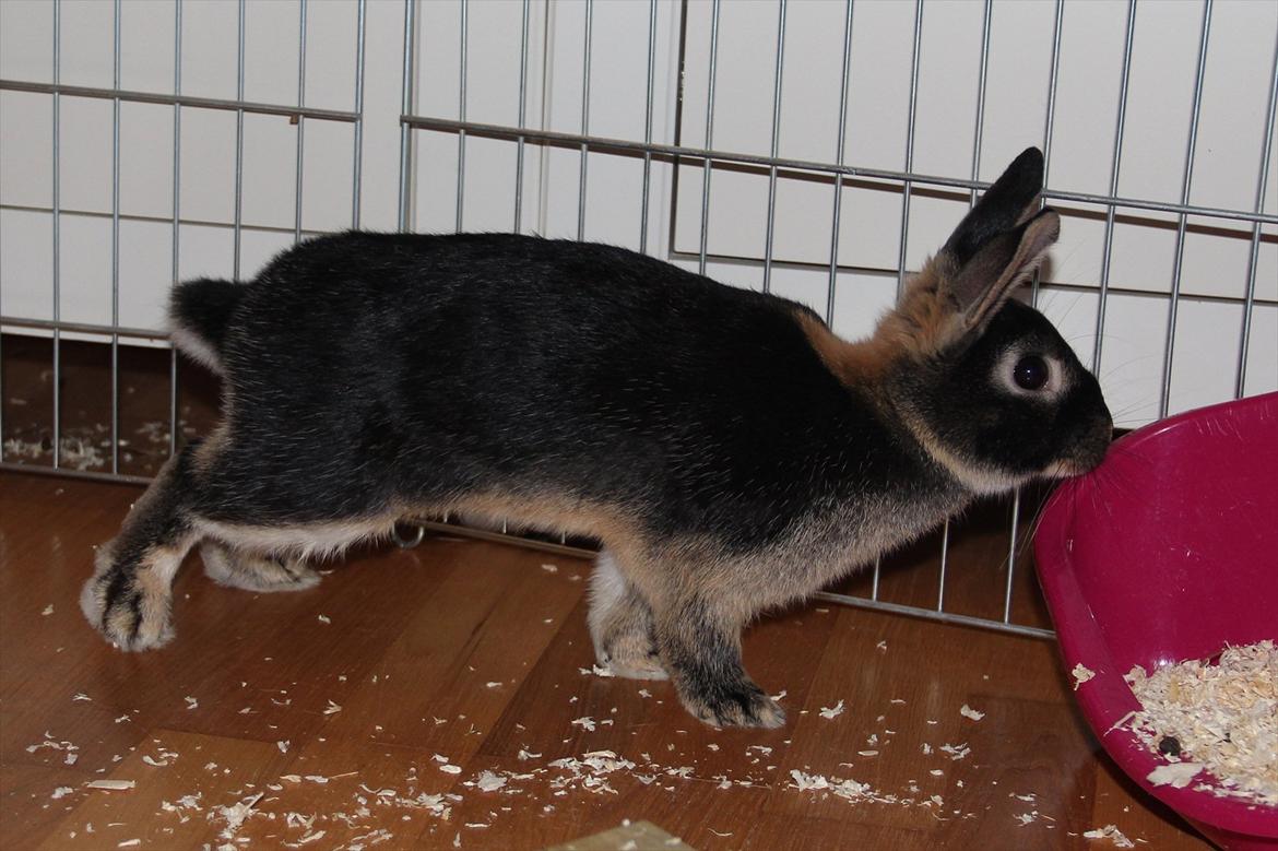 Kanin Pixie billede 10