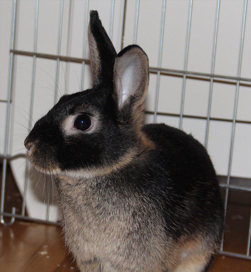 Kanin Pixie billede 11
