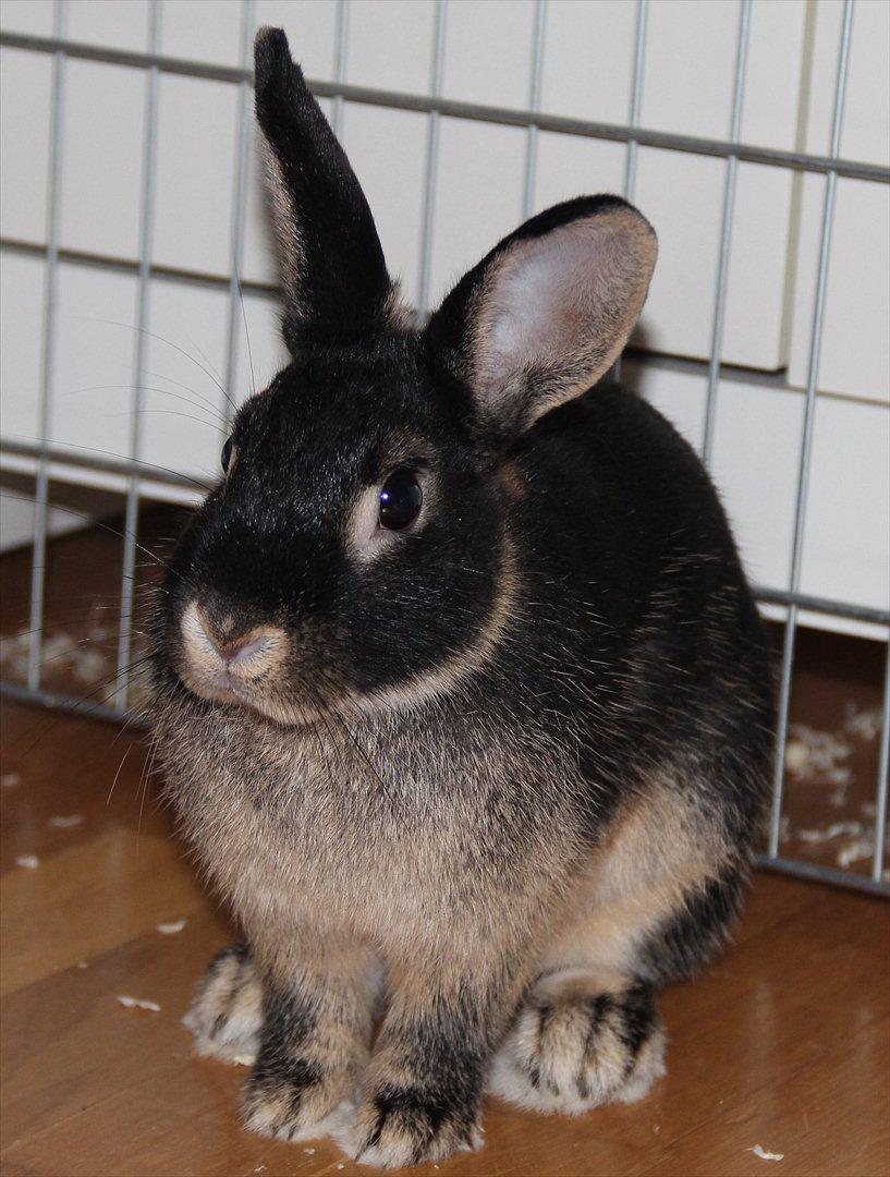 Kanin Pixie billede 12