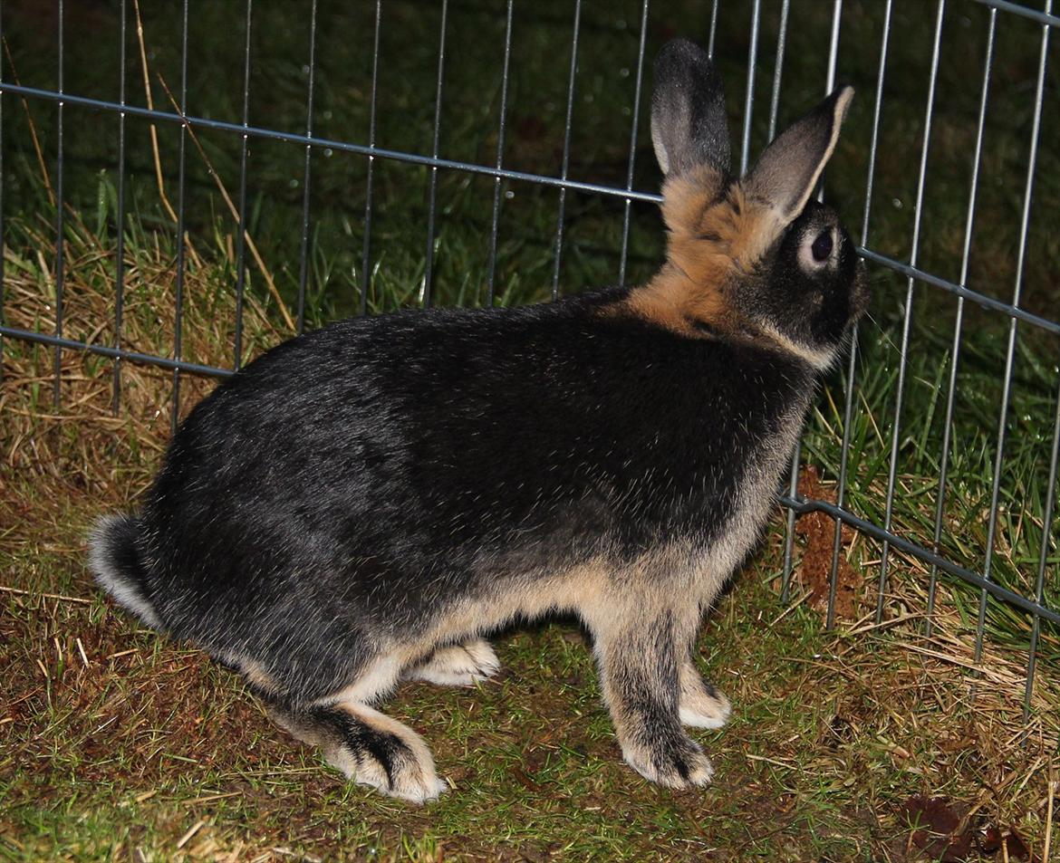 Kanin Pixie billede 13