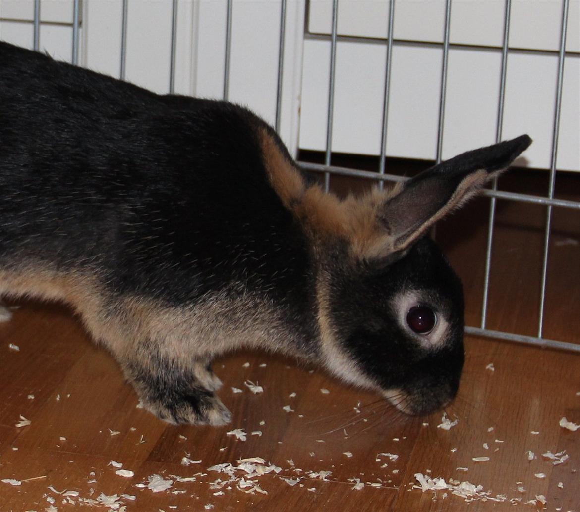 Kanin Pixie billede 14