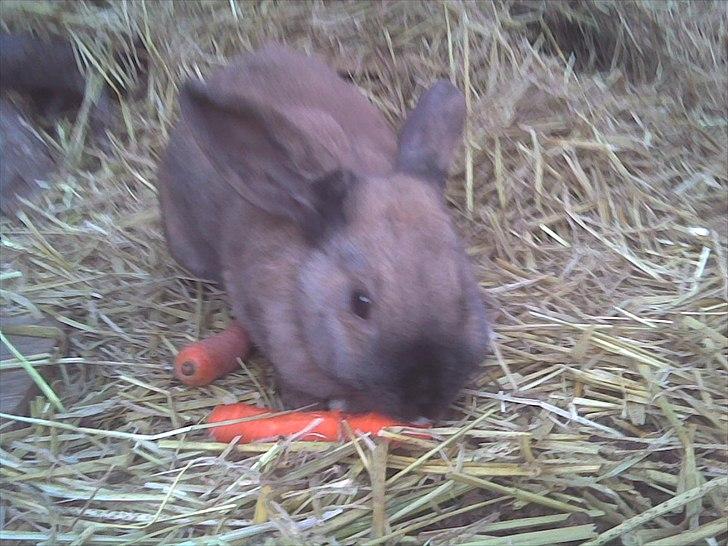 Kanin mille - velkommen hos mille :)  billede 1