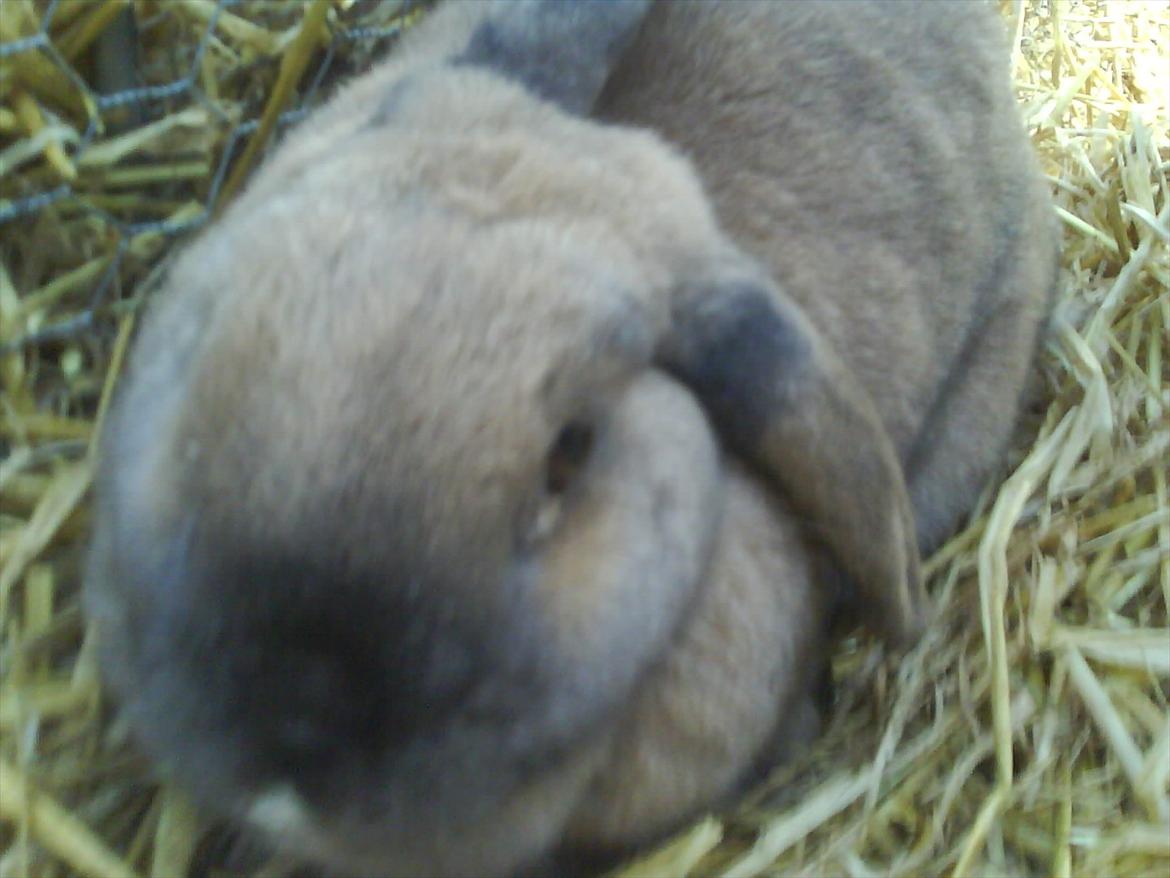 Kanin mille - mille der ligger og slapper af :)  billede 2