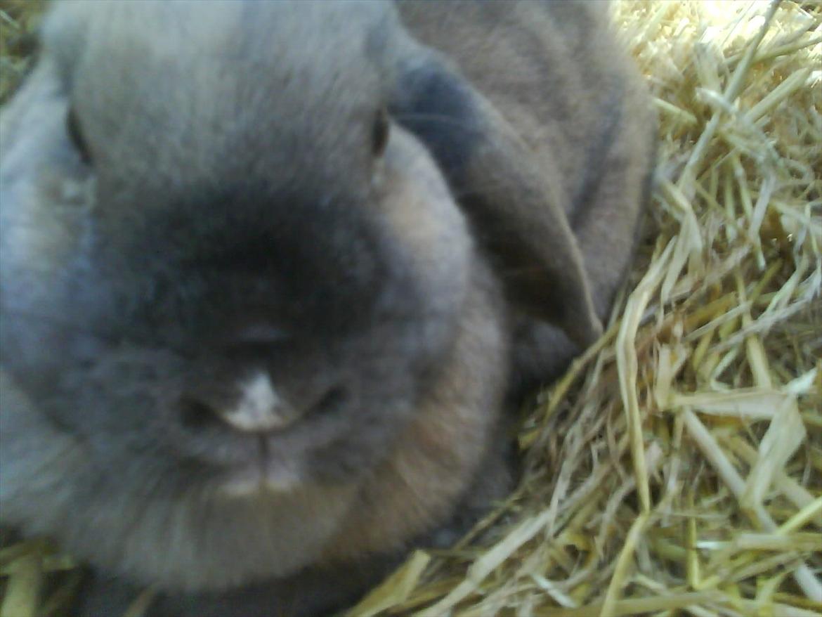 Kanin mille - jeg elsker dig!  billede 3