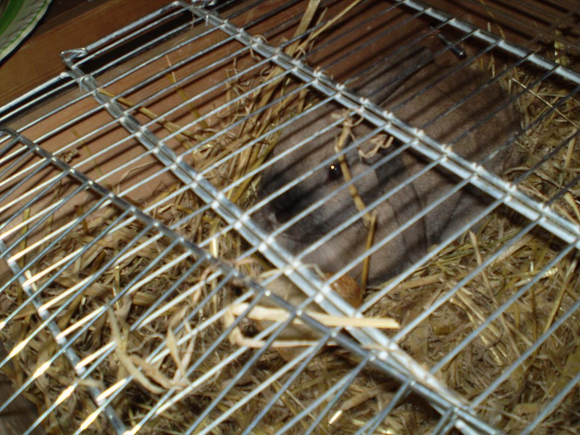 Kanin mille - et af de sidste billeder af mille inden hun blev aflivet :( savner dig  billede 4