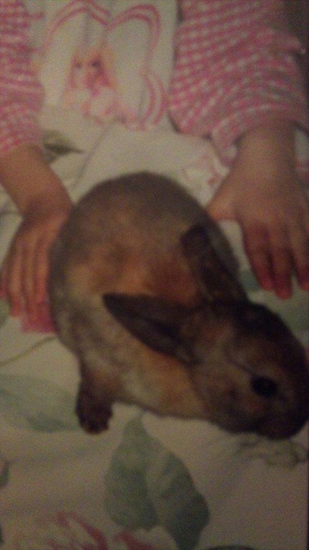 Kanin mille - mille som lille baby, jeg elsker hende! :D  billede 5