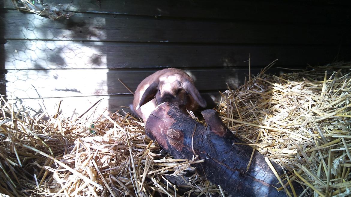 Kanin mille - milles tvillinge bror :)  billede 7