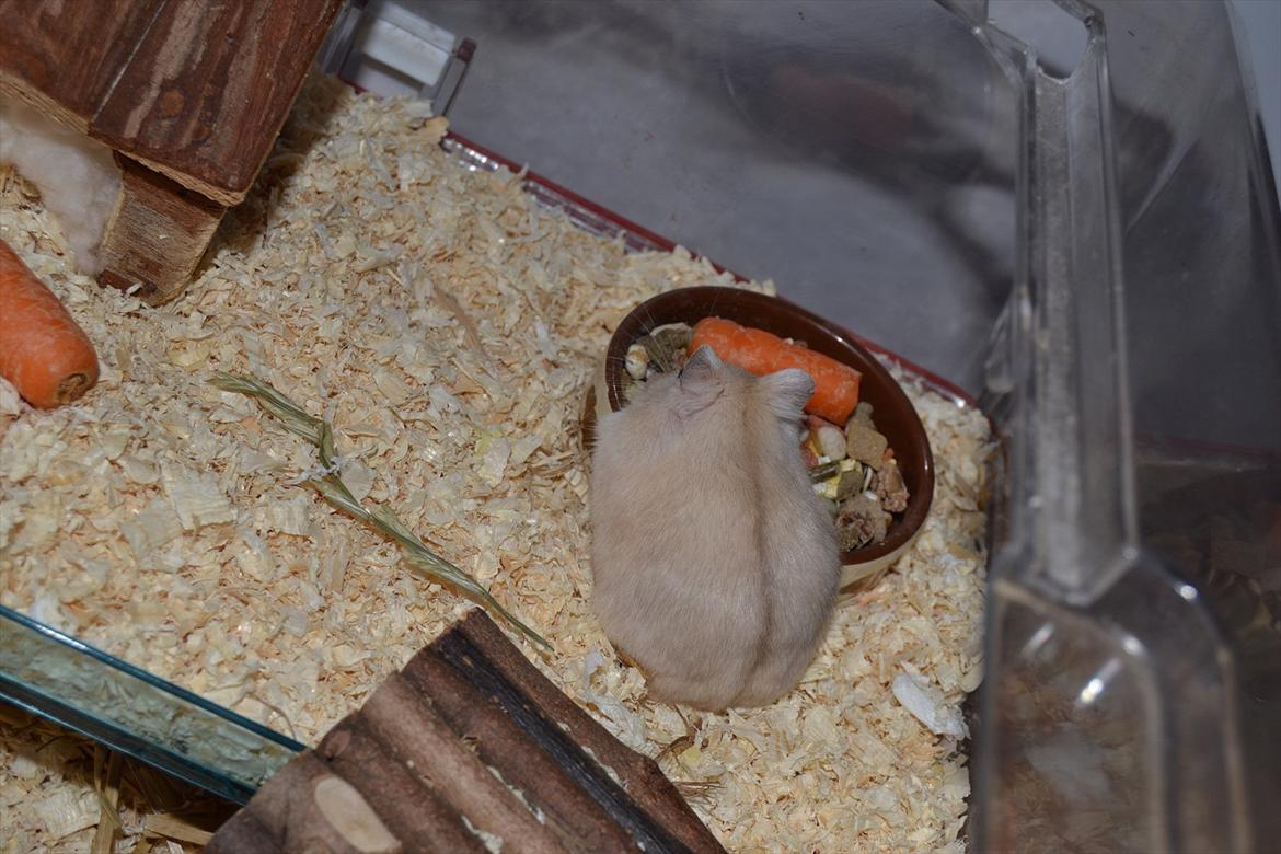 Dværghamster Sir Elliot (Bertram) billede 2