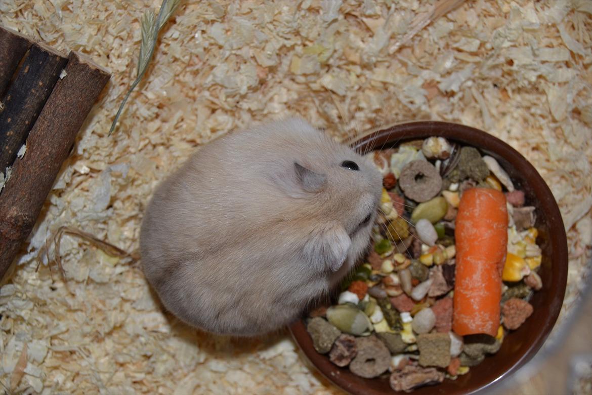 Dværghamster Sir Elliot (Bertram) billede 3