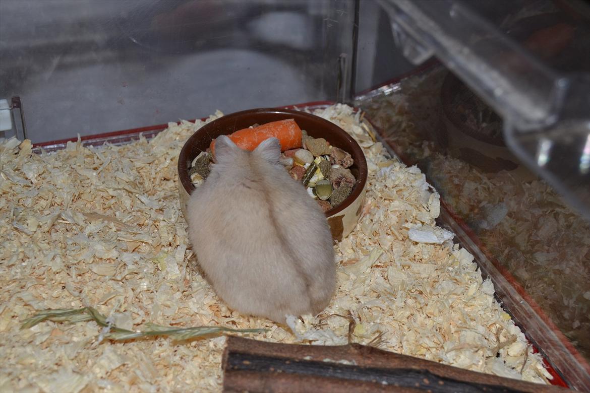 Dværghamster Sir Elliot (Bertram) billede 4