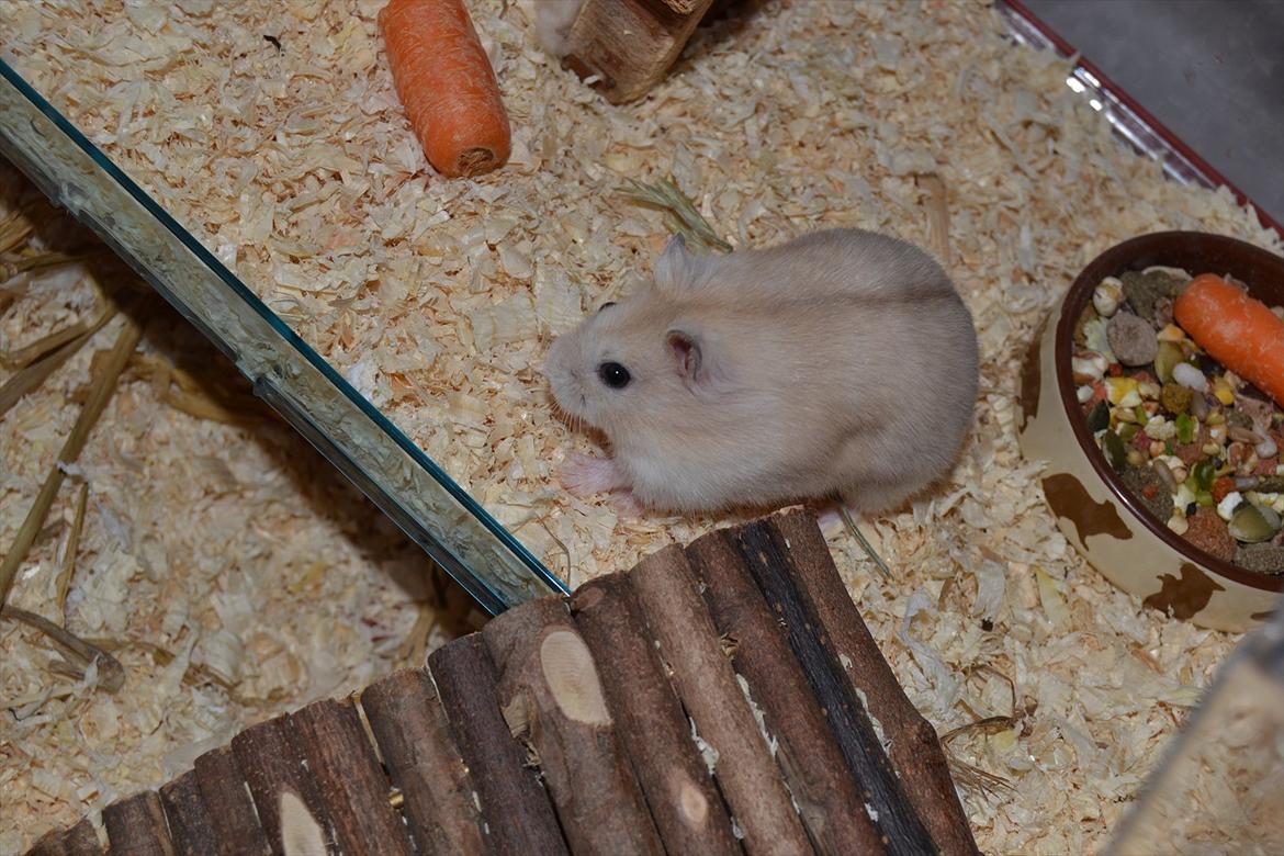 Dværghamster Sir Elliot (Bertram) billede 5