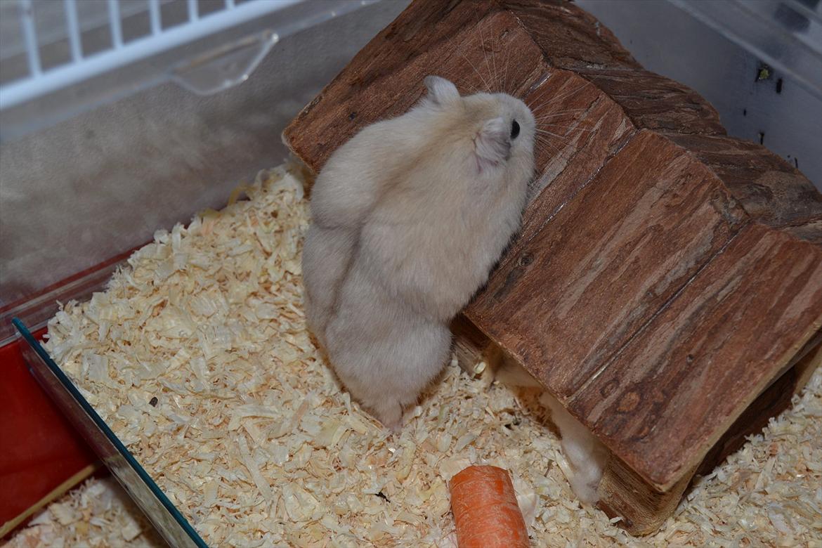 Dværghamster Sir Elliot (Bertram) billede 6