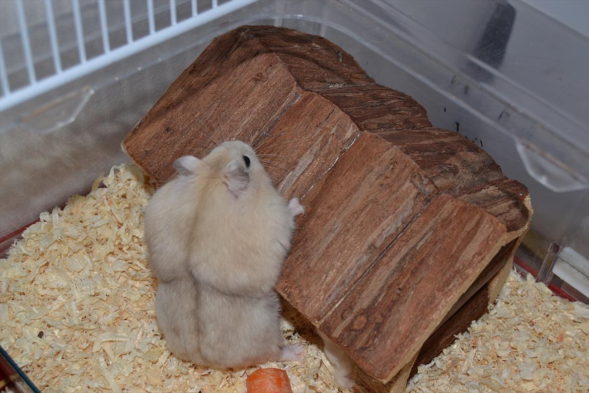 Dværghamster Sir Elliot (Bertram) billede 7