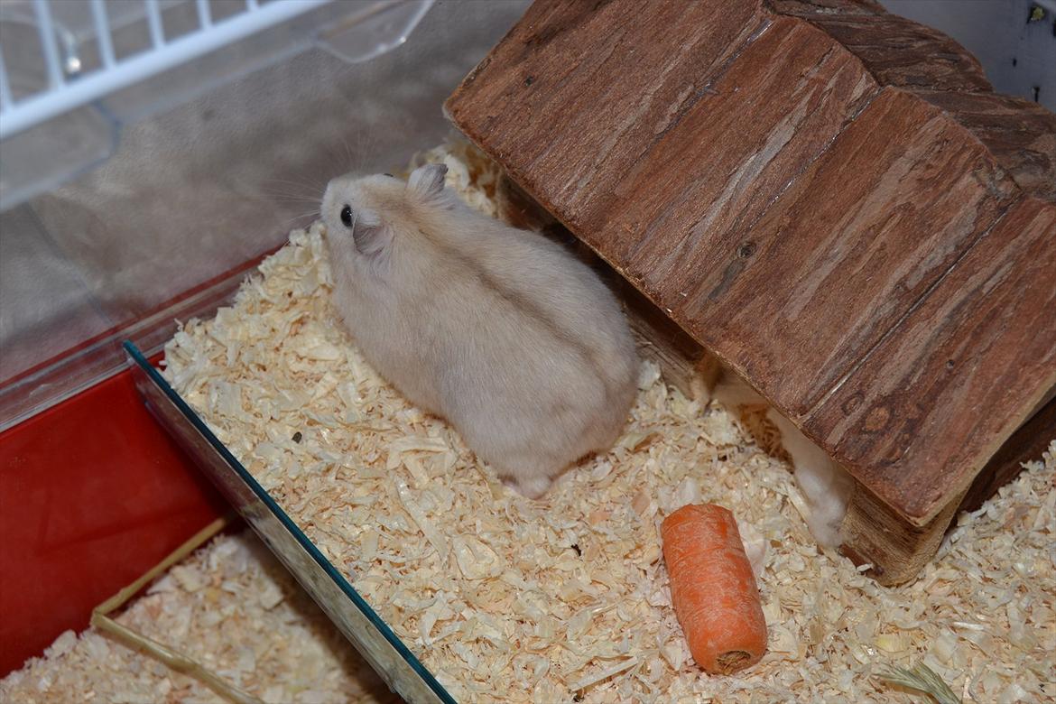 Dværghamster Sir Elliot (Bertram) billede 8