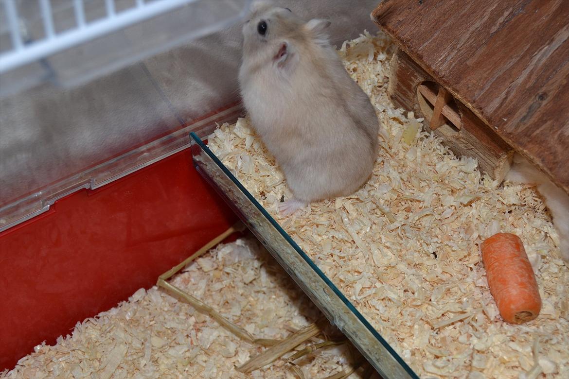 Dværghamster Sir Elliot (Bertram) billede 9