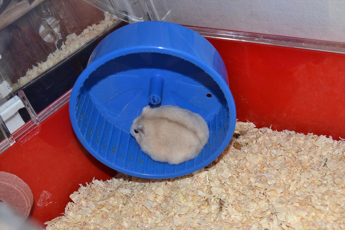 Dværghamster Sir Elliot (Bertram) billede 10