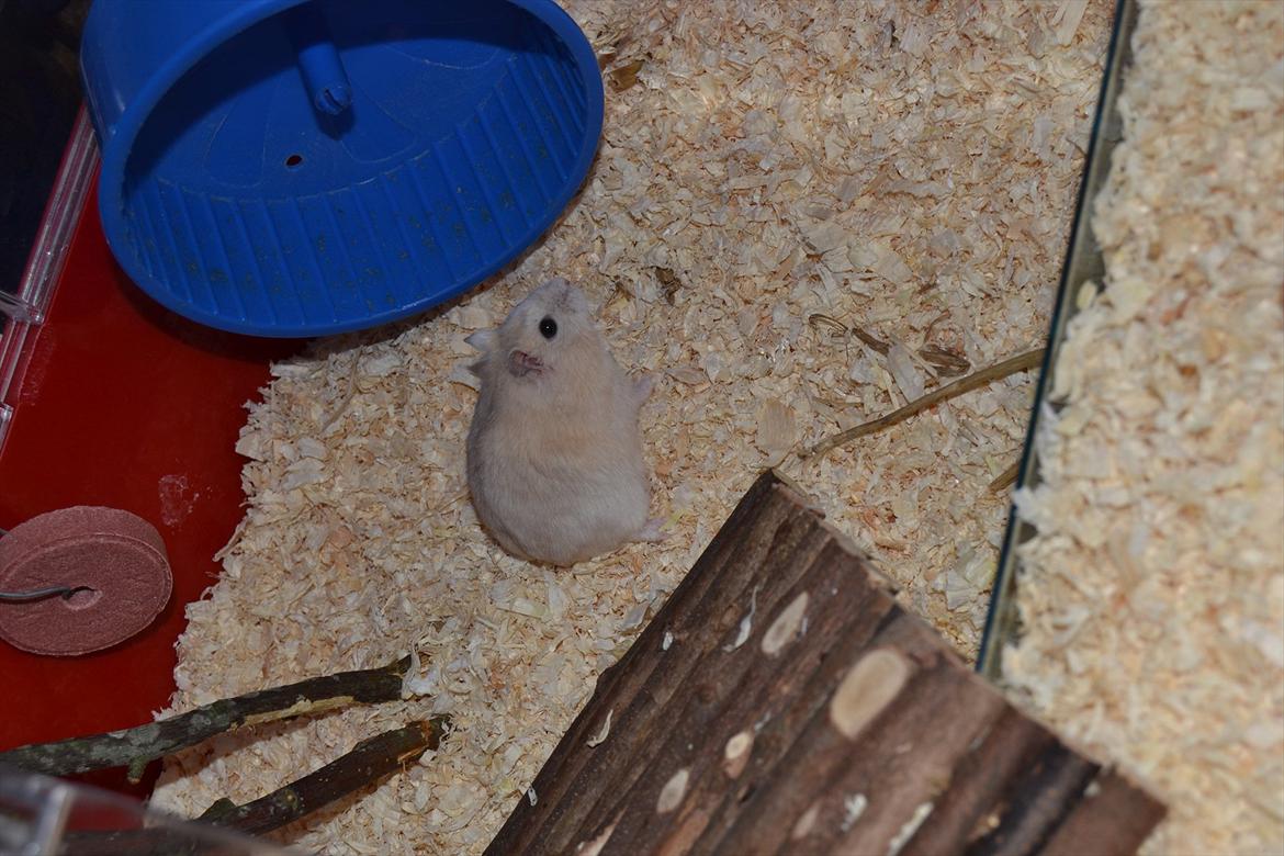 Dværghamster Sir Elliot (Bertram) billede 11