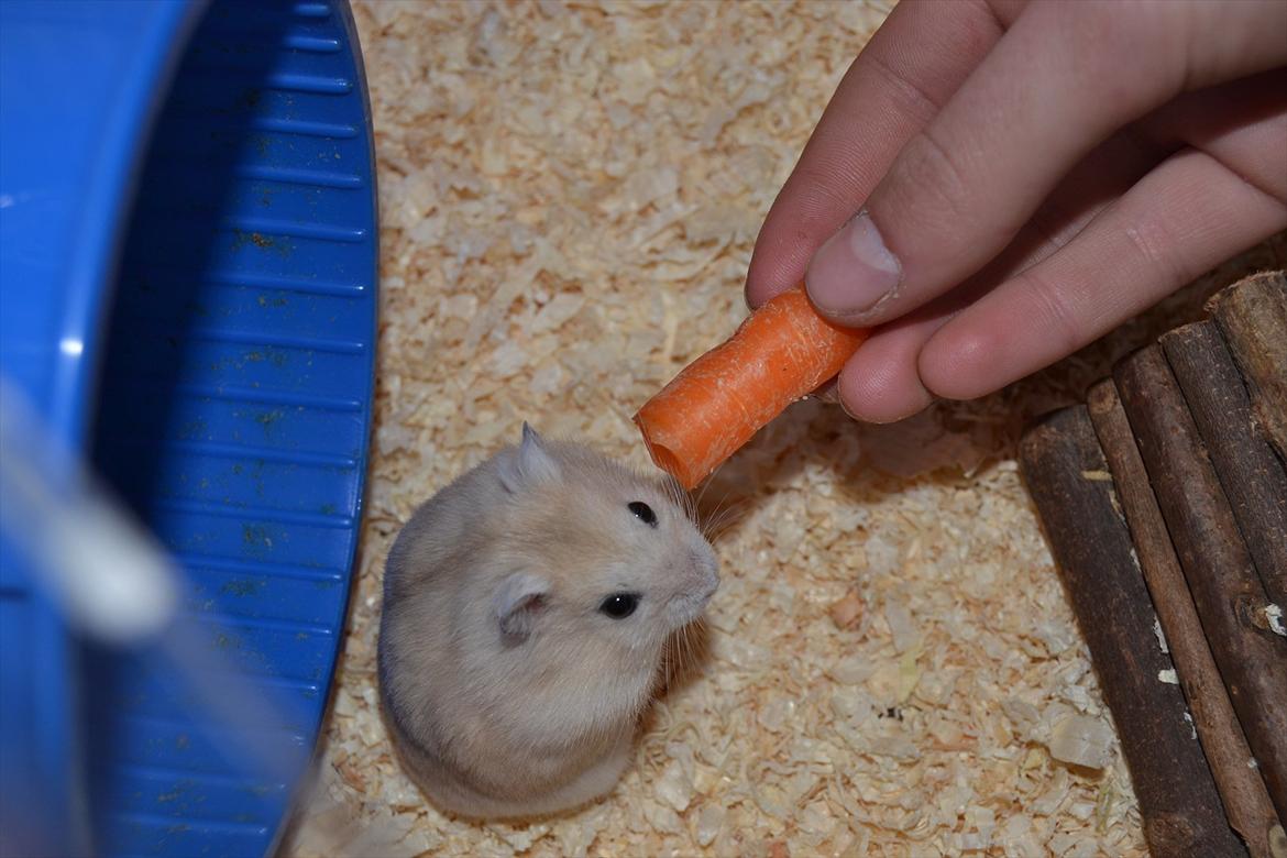 Dværghamster Sir Elliot (Bertram) billede 12