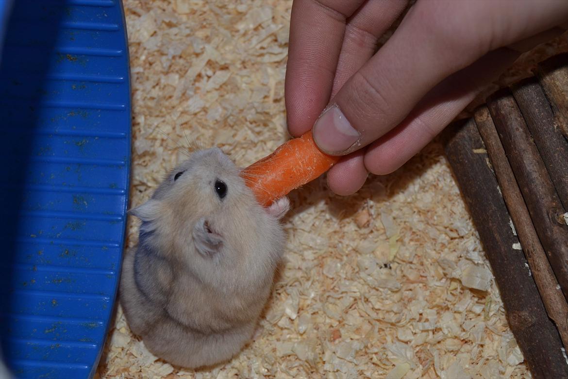 Dværghamster Sir Elliot (Bertram) billede 13