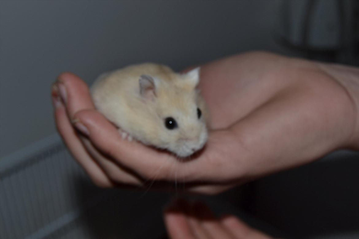 Dværghamster Sir Elliot (Bertram) billede 14