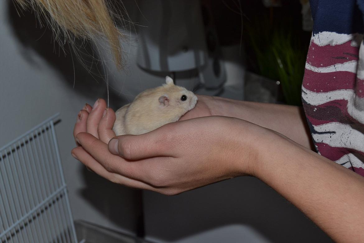 Dværghamster Sir Elliot (Bertram) billede 15