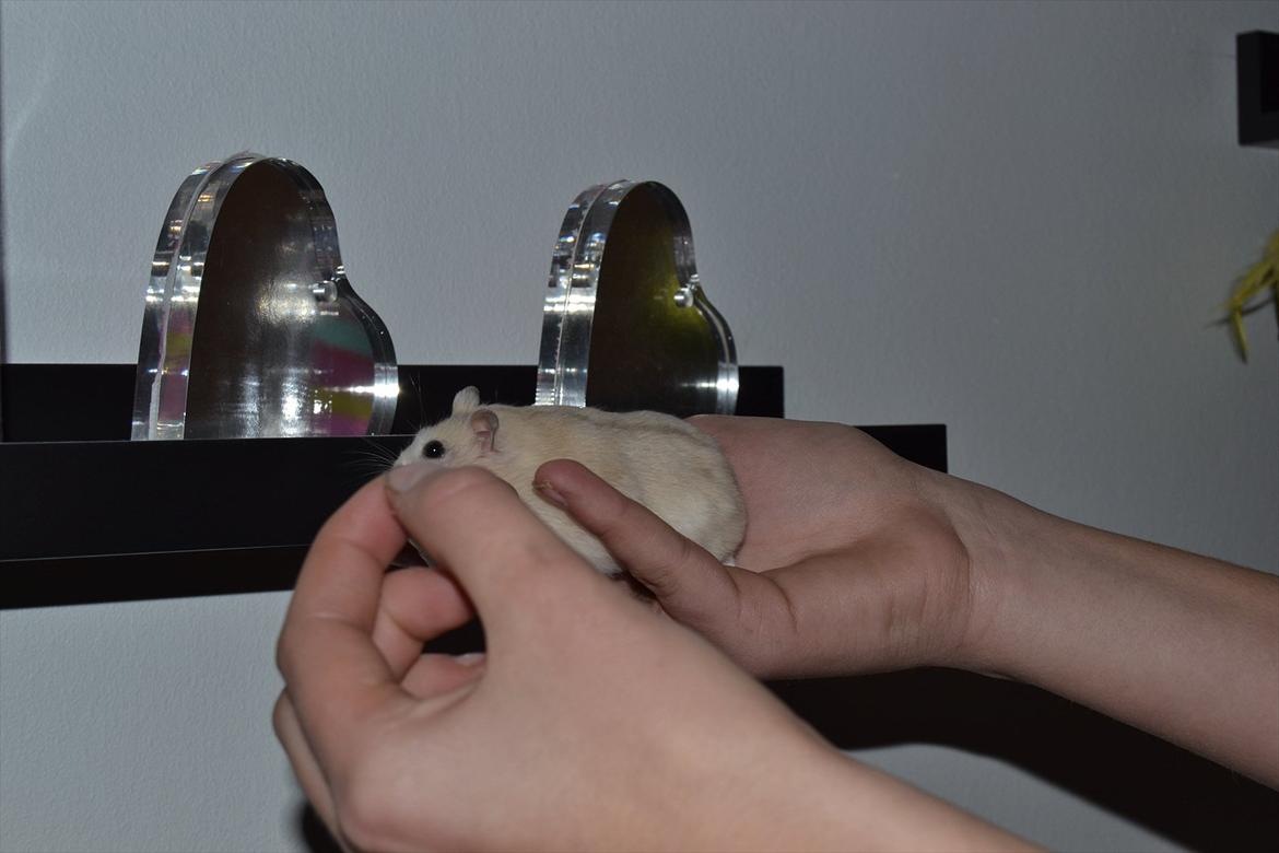 Dværghamster Sir Elliot (Bertram) billede 16