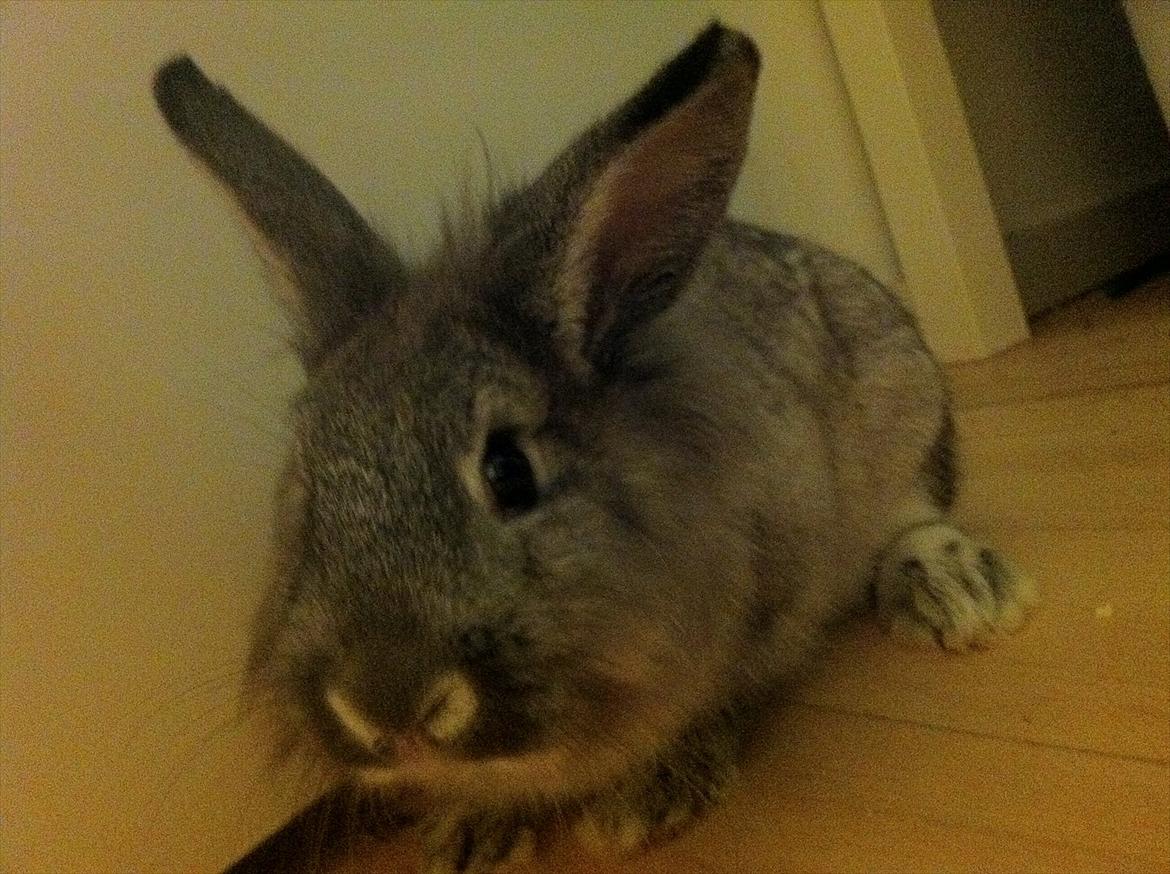 Kanin Molly billede 1