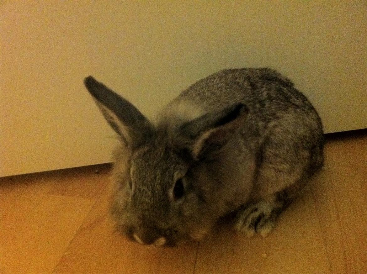 Kanin Molly billede 2