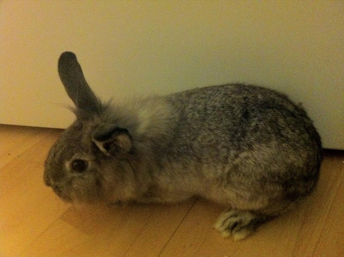 Kanin Molly billede 3