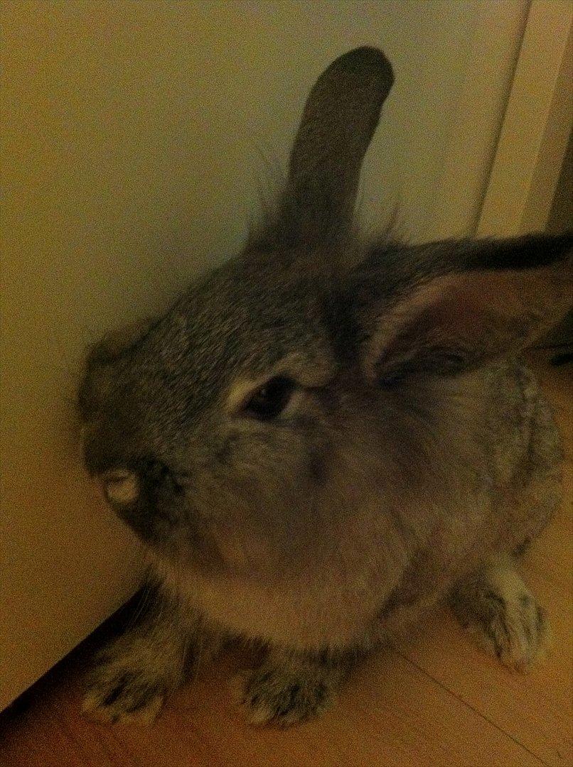 Kanin Molly billede 4