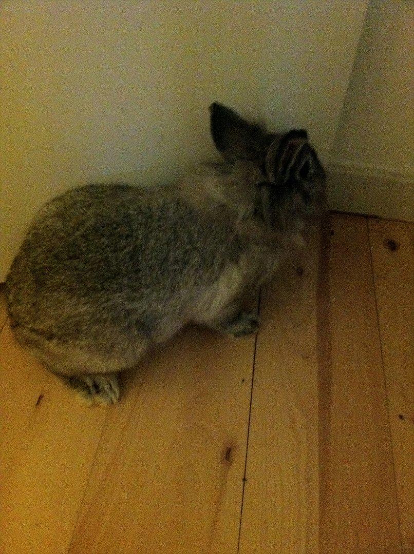 Kanin Molly billede 5