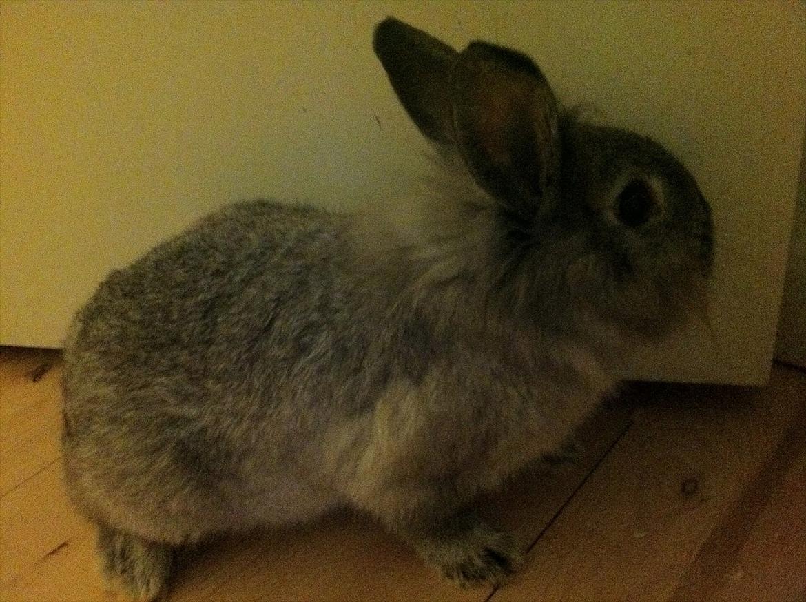 Kanin Molly billede 6