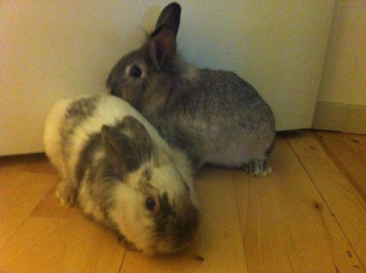 Kanin Molly billede 7