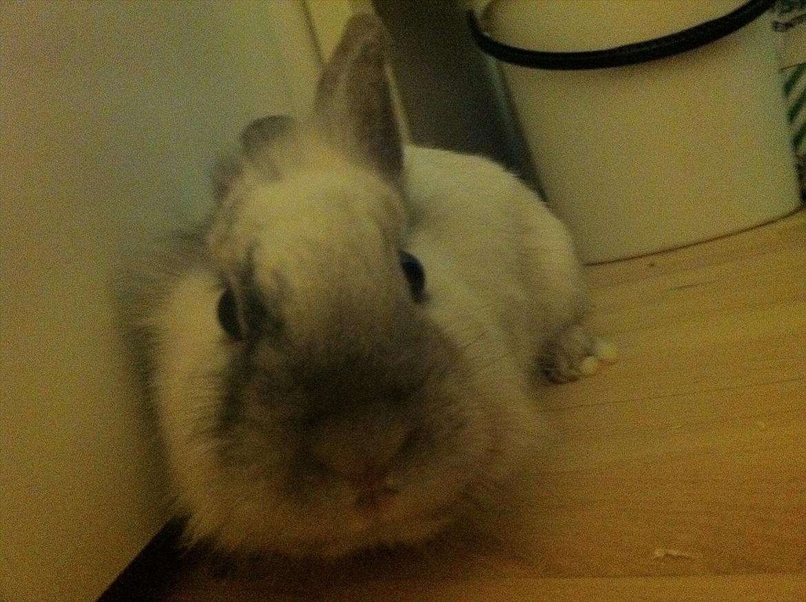 Kanin Chanel billede 1