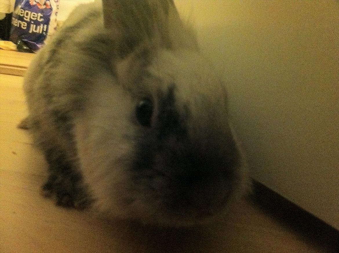 Kanin Chanel billede 4