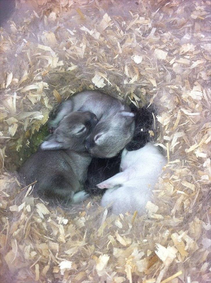 Kanin Chanel billede 8