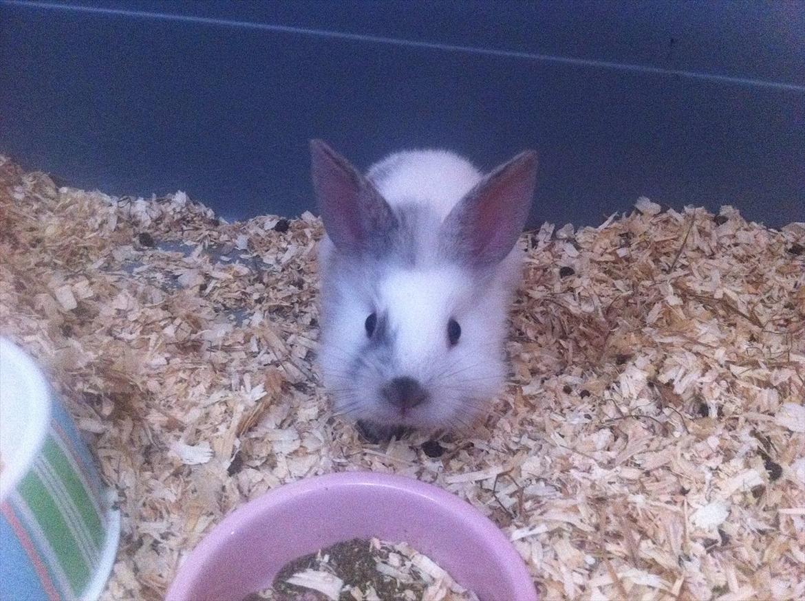 Kanin Chanel billede 9