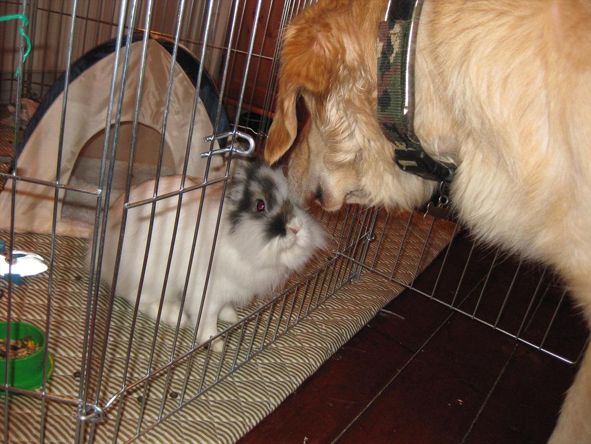 Kanin Ninka Tøsen billede 8