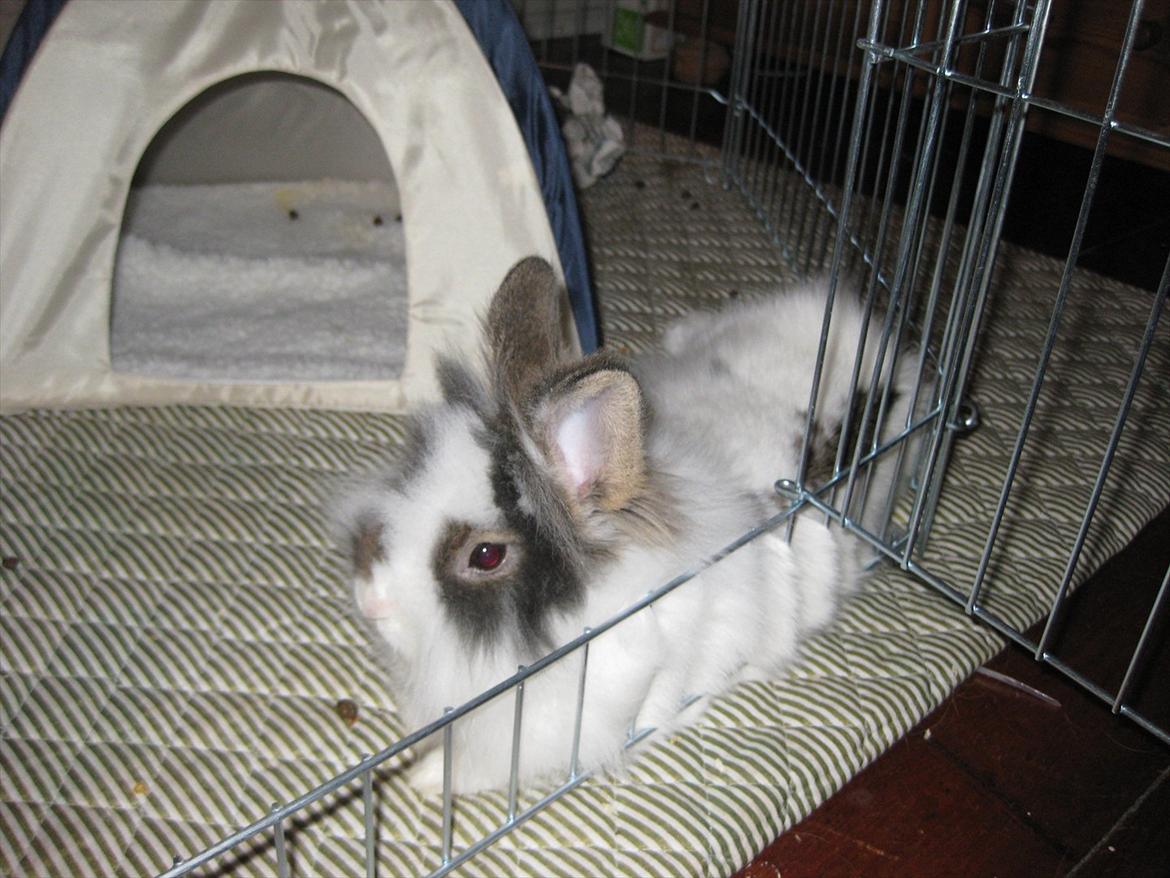 Kanin Ninka Tøsen billede 9