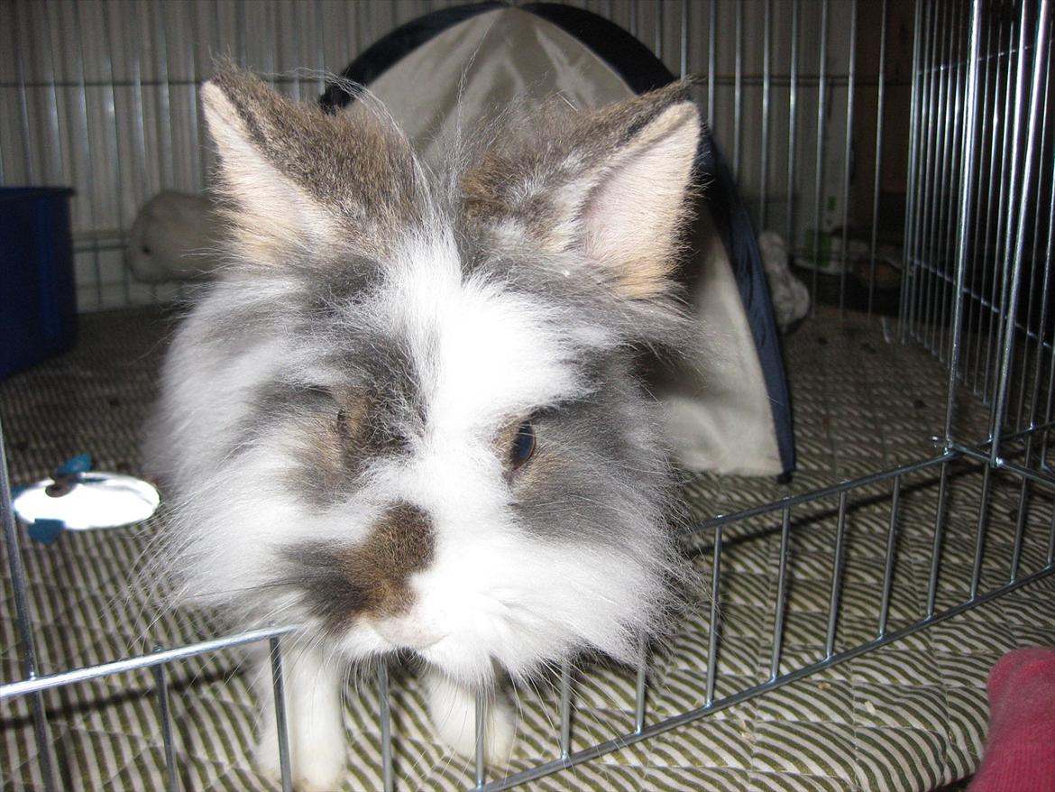 Kanin Ninka Tøsen billede 10