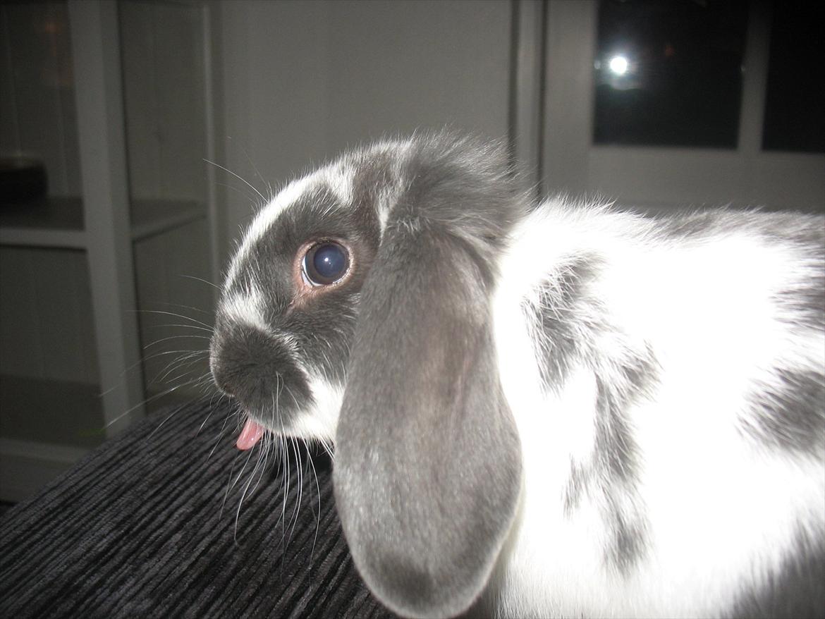 Kanin Kildevangs Wincent Filias billede 6