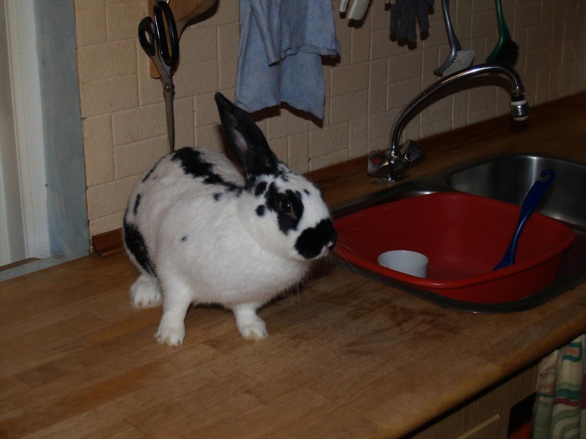 Kanin Nadia 2 - er jeg ikke find her billede 10